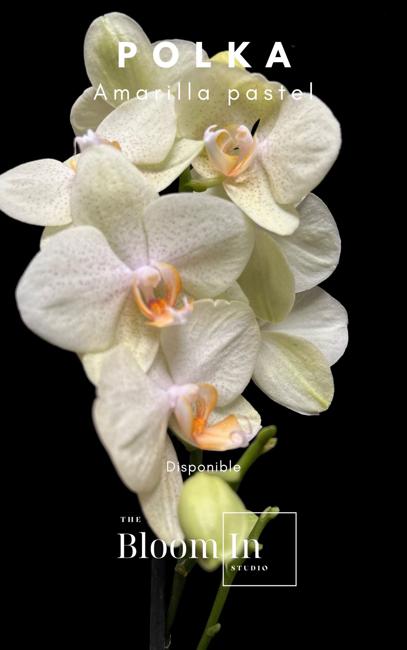 Orquídeas