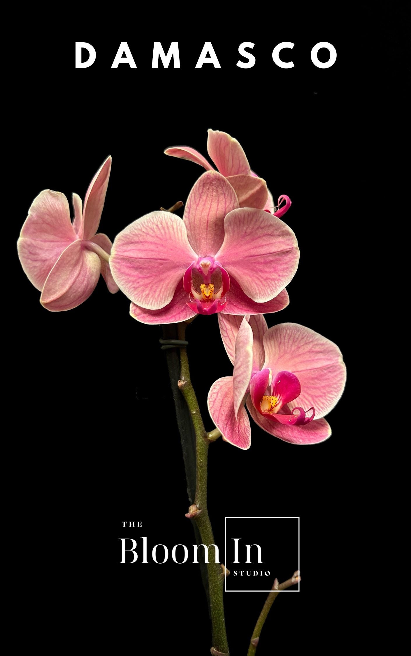 Orquídeas