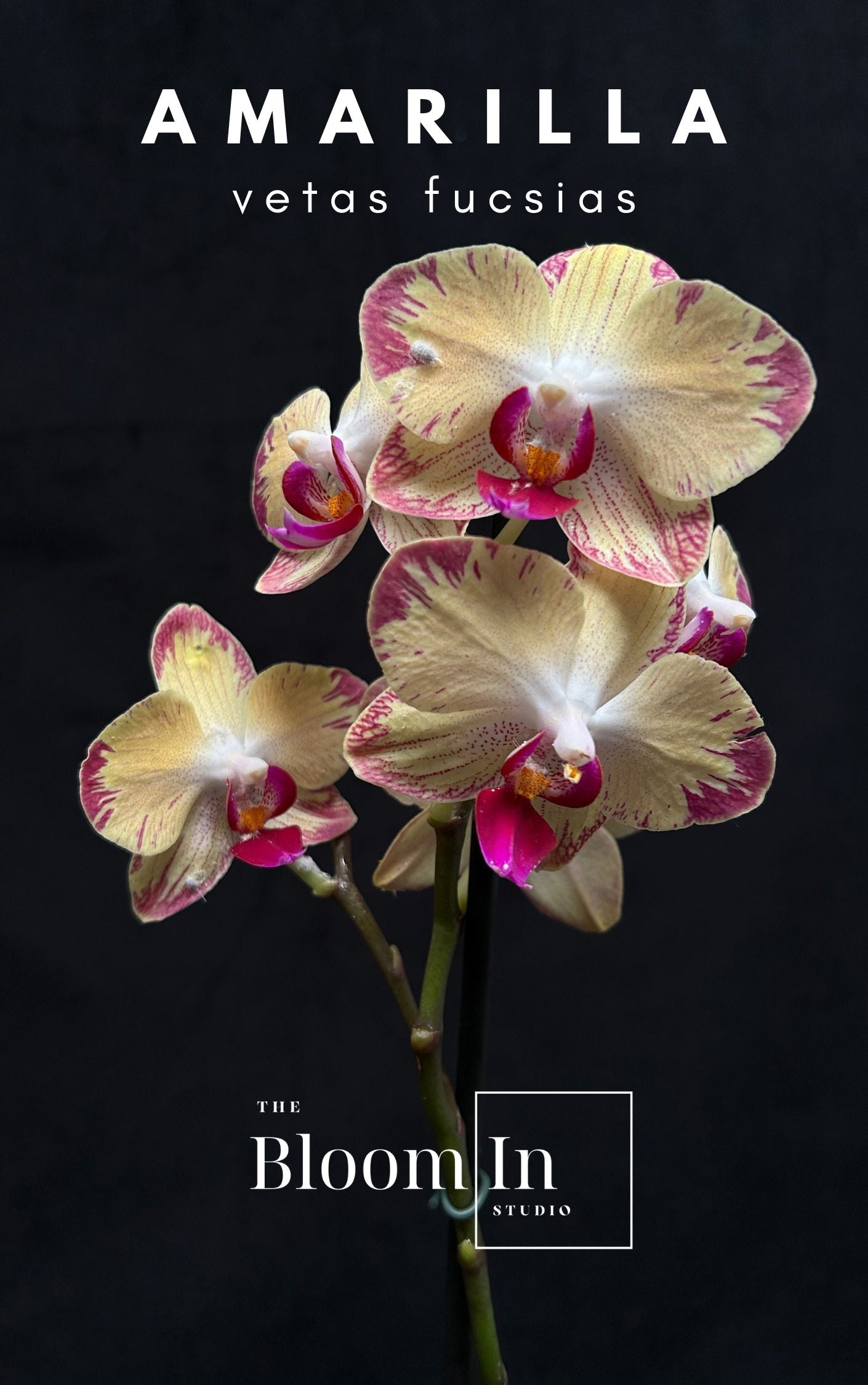 Orquídeas