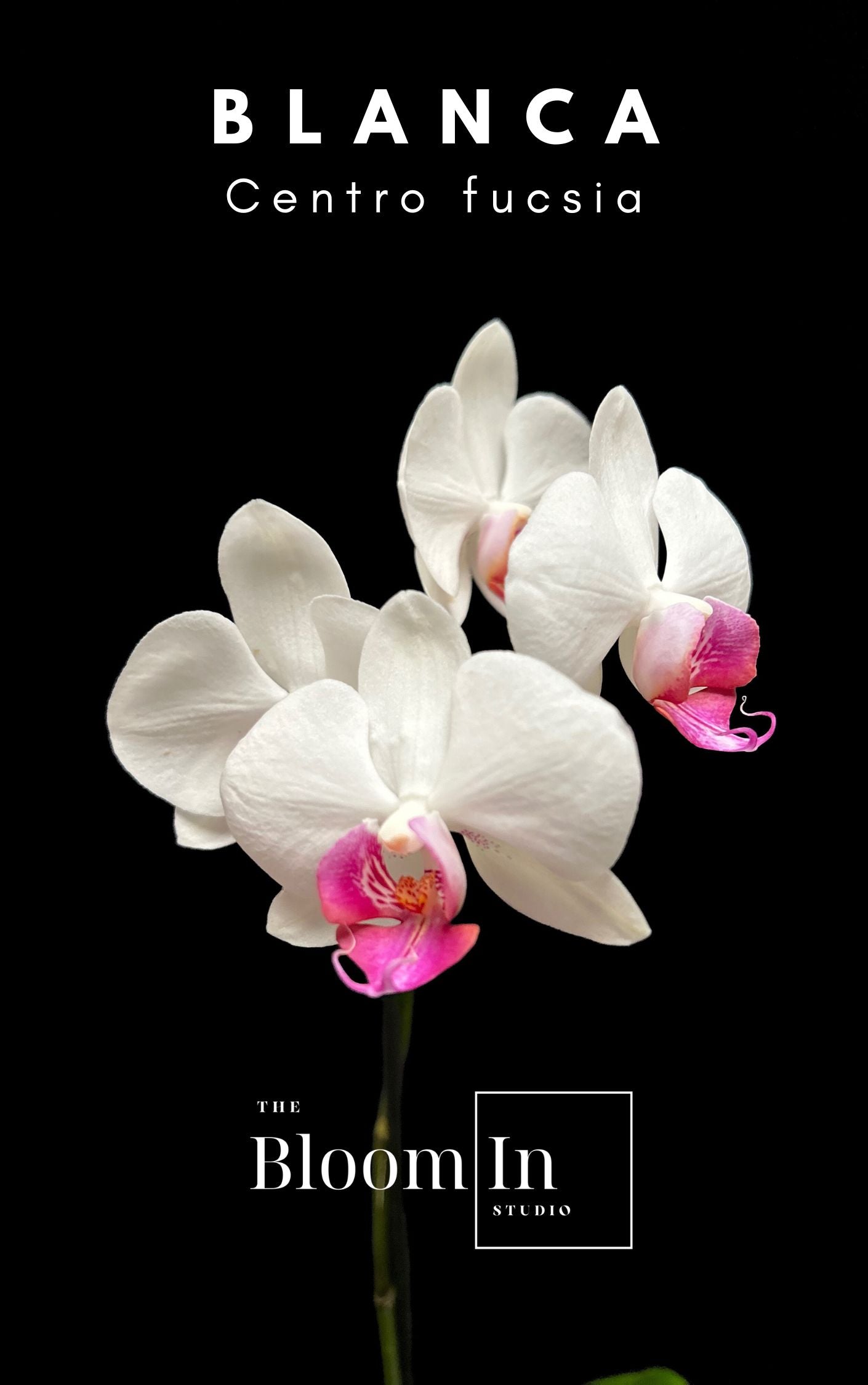 Orquídeas