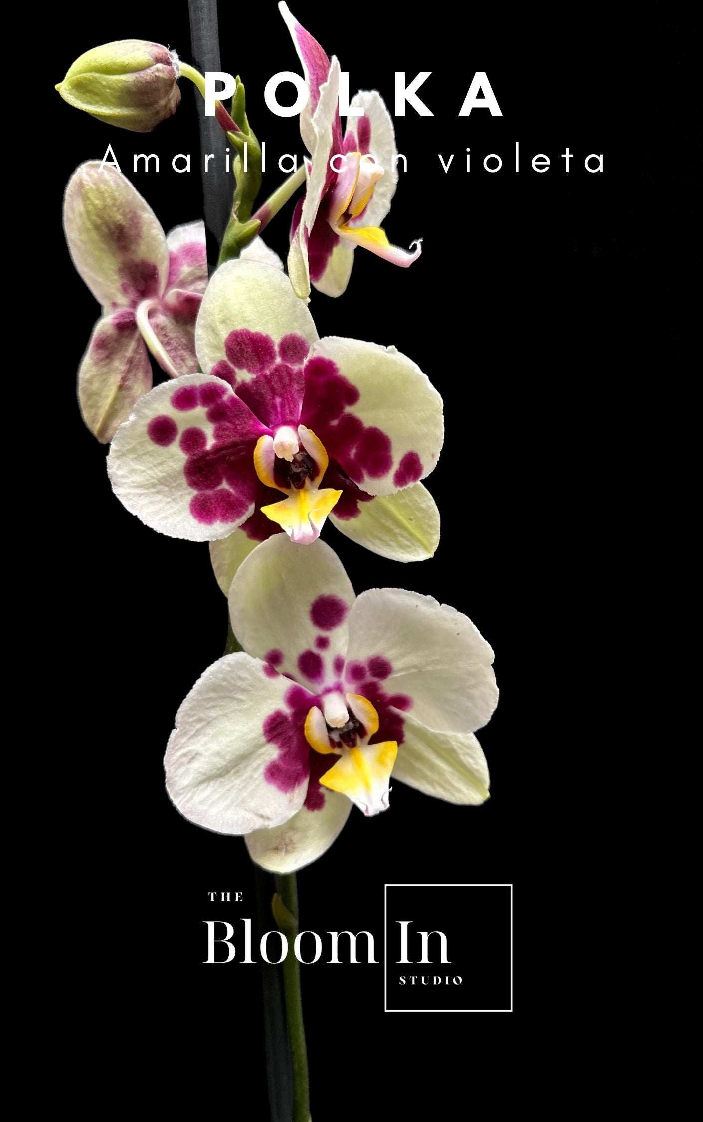 Orquídeas