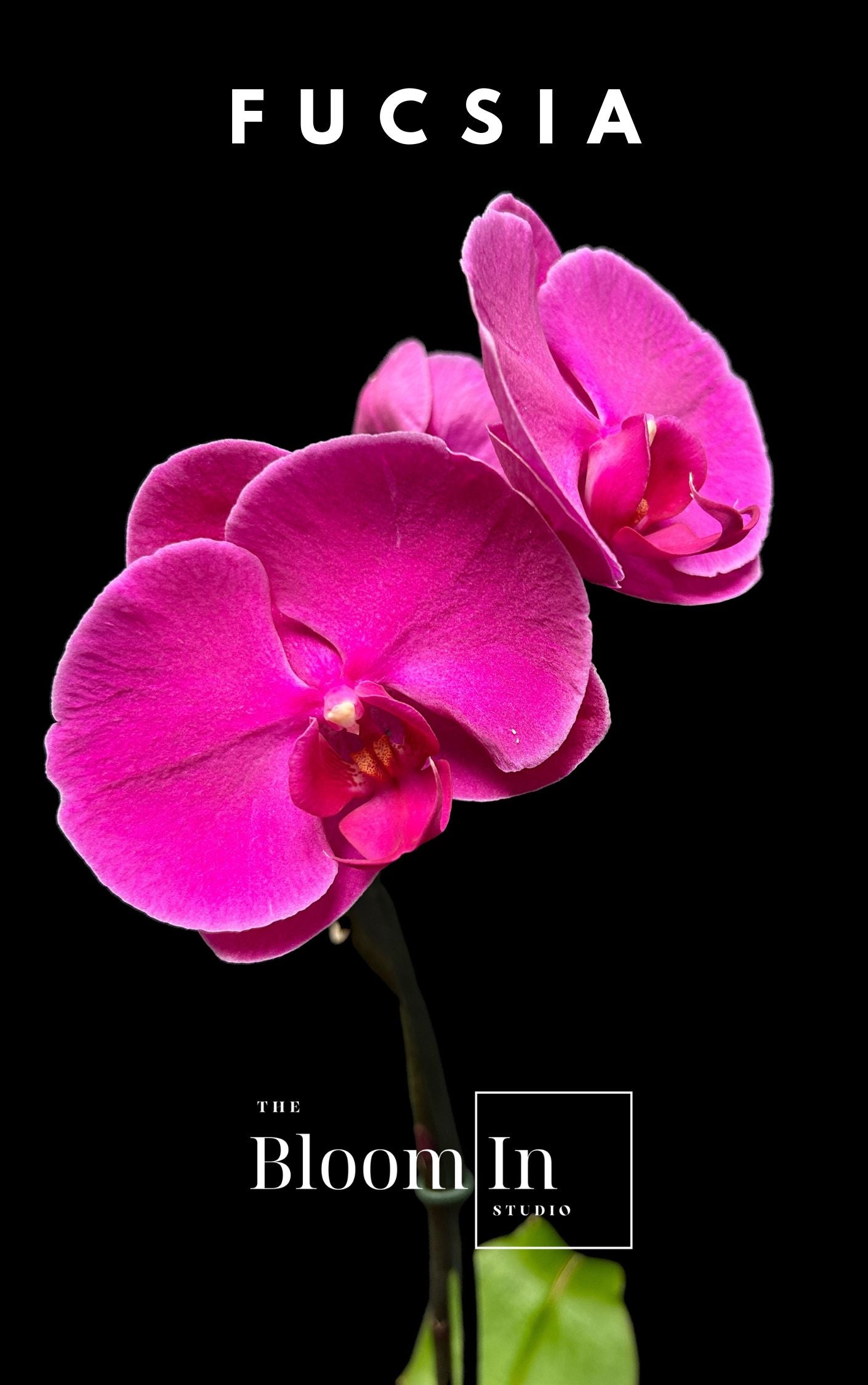Orquídeas